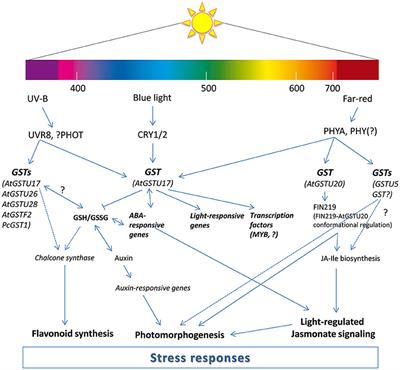 Plant Glutathione Transferases and Light